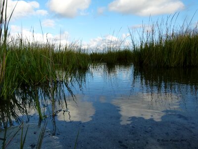 Weeds saltwater nature