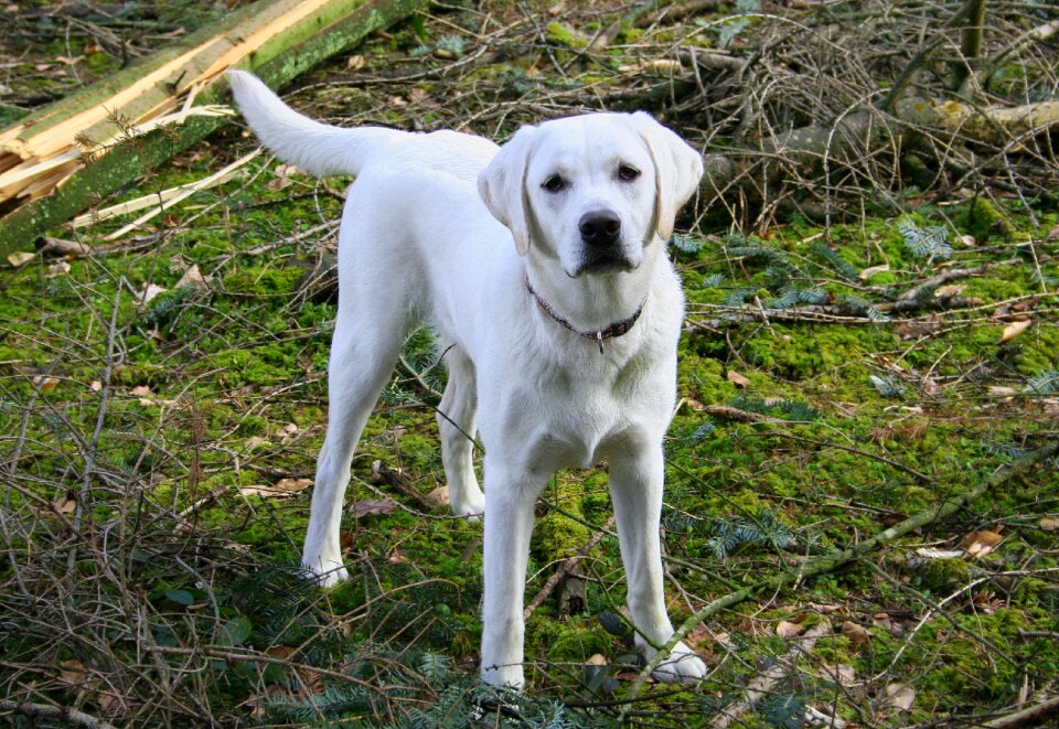 Forest obedience moss