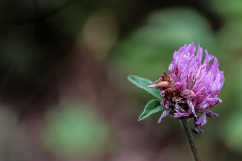 Nature summer flower summer photo