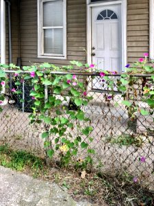 Morning Glories, Perry Street, Mainstrasse Village, Coving… photo