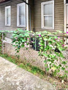 Morning Glories, Perry Street, Mainstrasse Village, Coving… photo