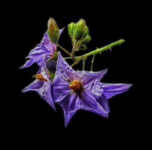 Plant litchi tomato purple