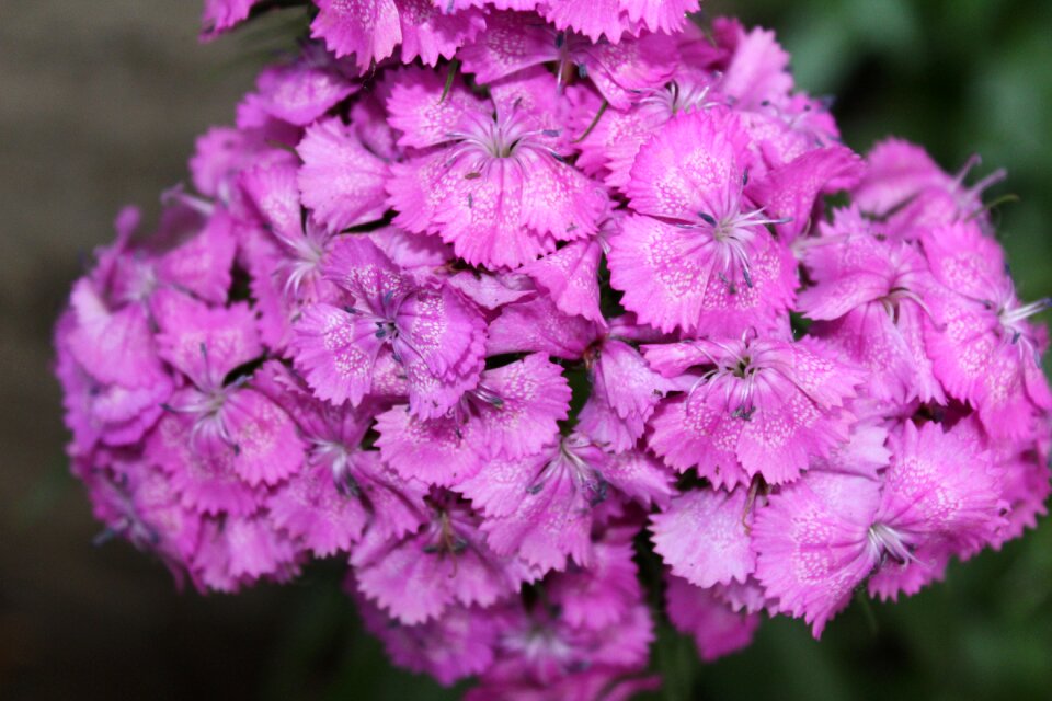 Nature pink flower turkey plant