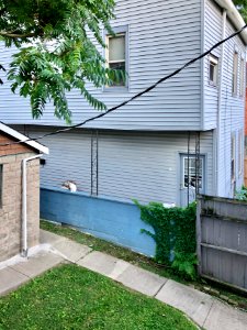 Stray Cats, Perry Street, Mainstrasse Village, Covington, … 