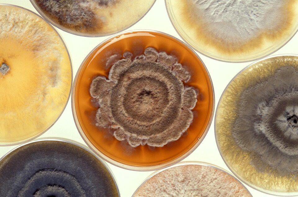 Cultures strains phomopsis