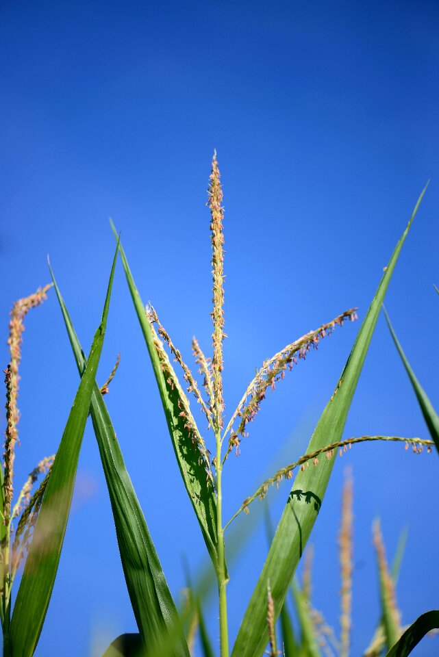 Flag seeds plant