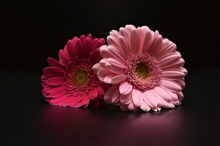 Gerbera flowers pink photo