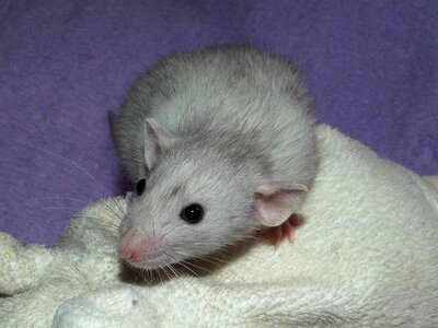 Rat dumbo baby
