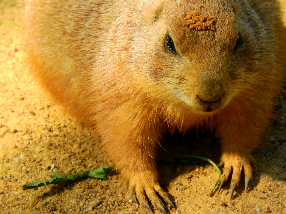 Cynomys ludovicianus north american fauna rodents