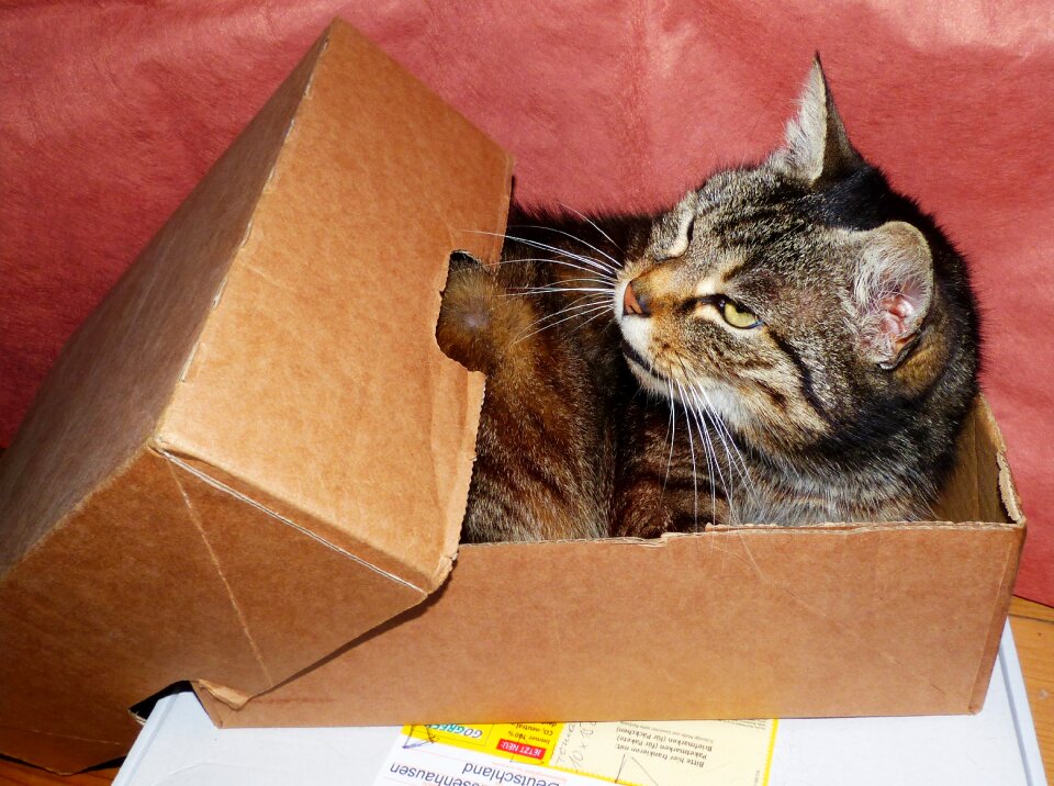 Pet animal cardboard