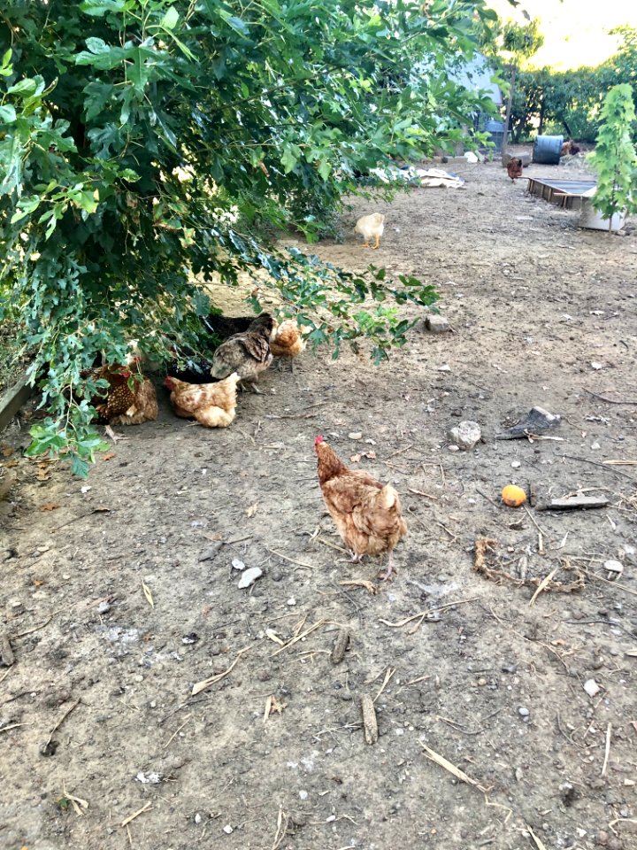 Chickens, Grow the Cov Urban Farm, Westside, Covington, KY… 