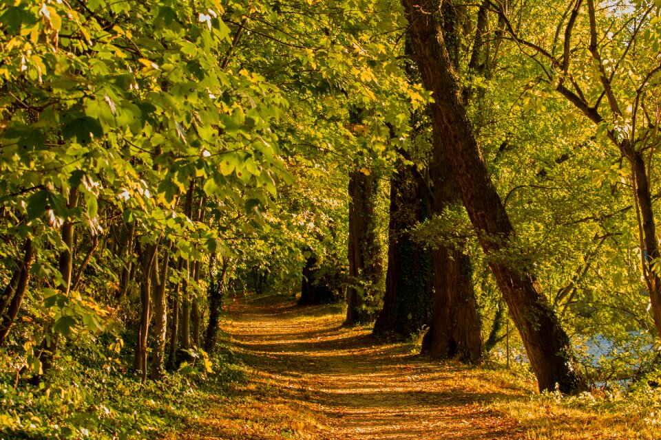 Nature trees landscape