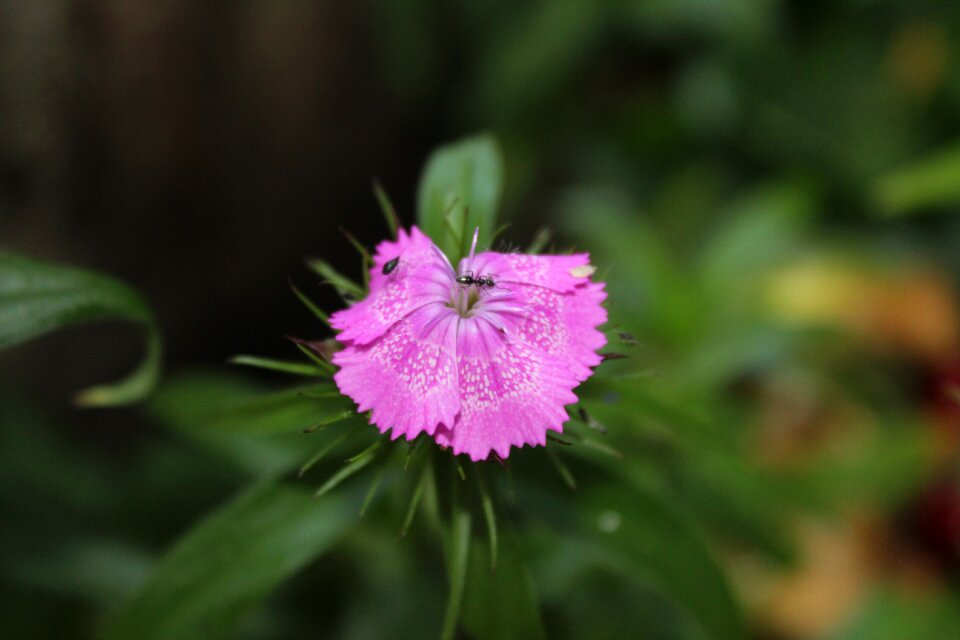 Nature pink flower turkey plant