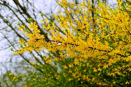 Bloom nature yellow