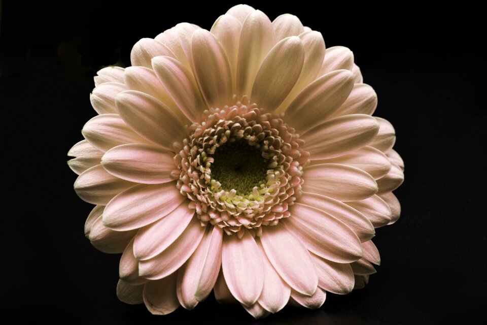 Flower close up macro