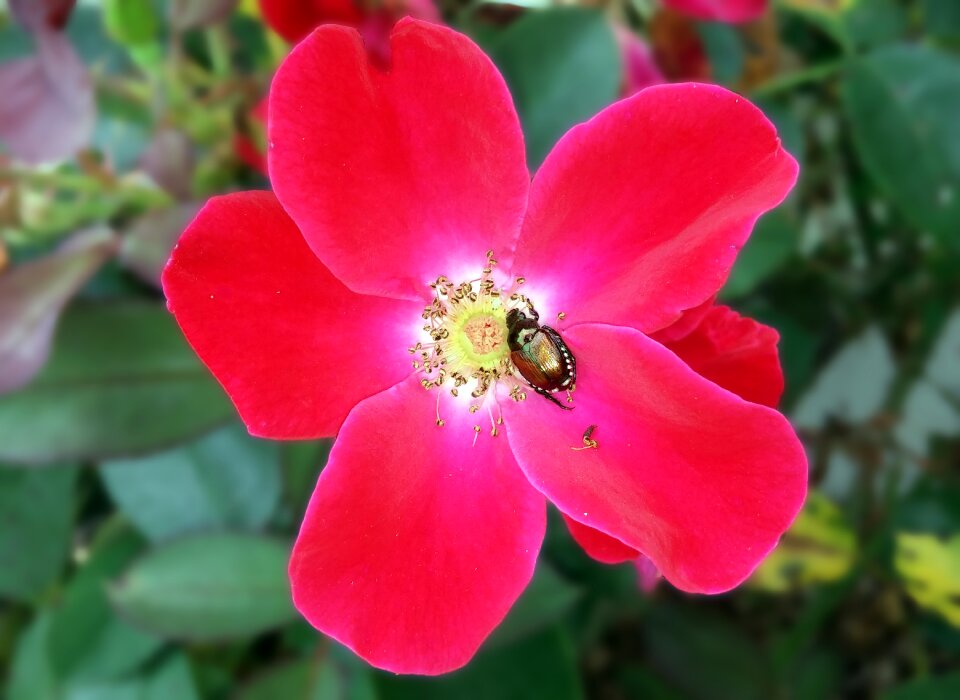 Knockout rose knock out rose japanese beetle