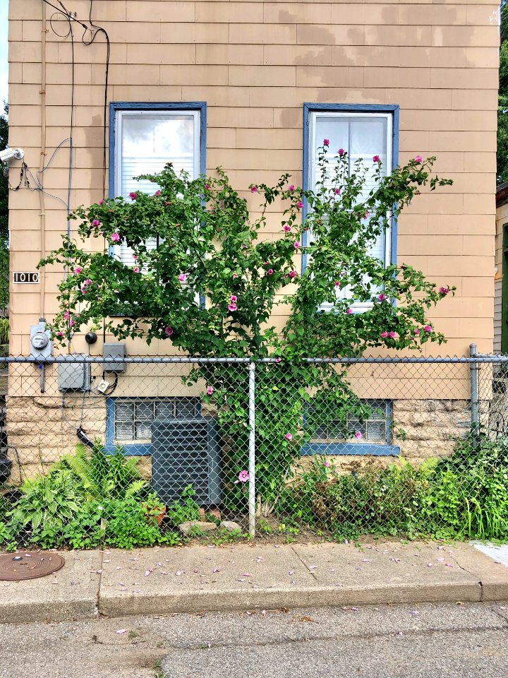 Jackson Street, Westside, Covington, KY 