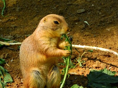 Rodents holding food feeding