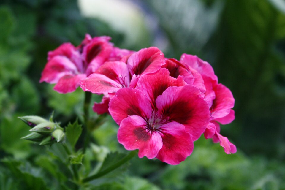 Green nature floral