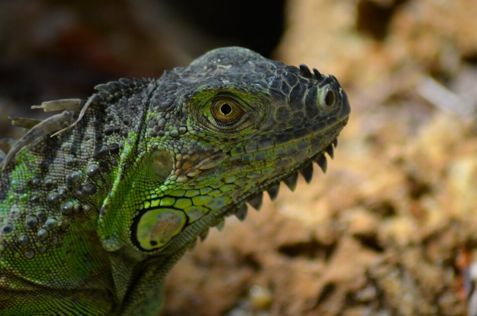 Wild nature lizard photo