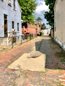 Banklick Street Alley, Westside, Covington, KY 