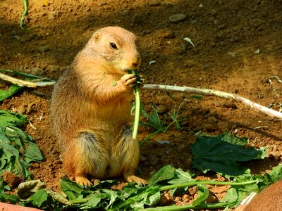 North american fauna rodents holding food
