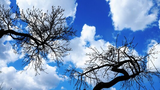 Tree nature plant