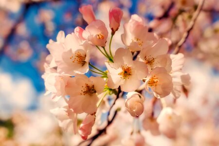 Blossoms tree spring photo