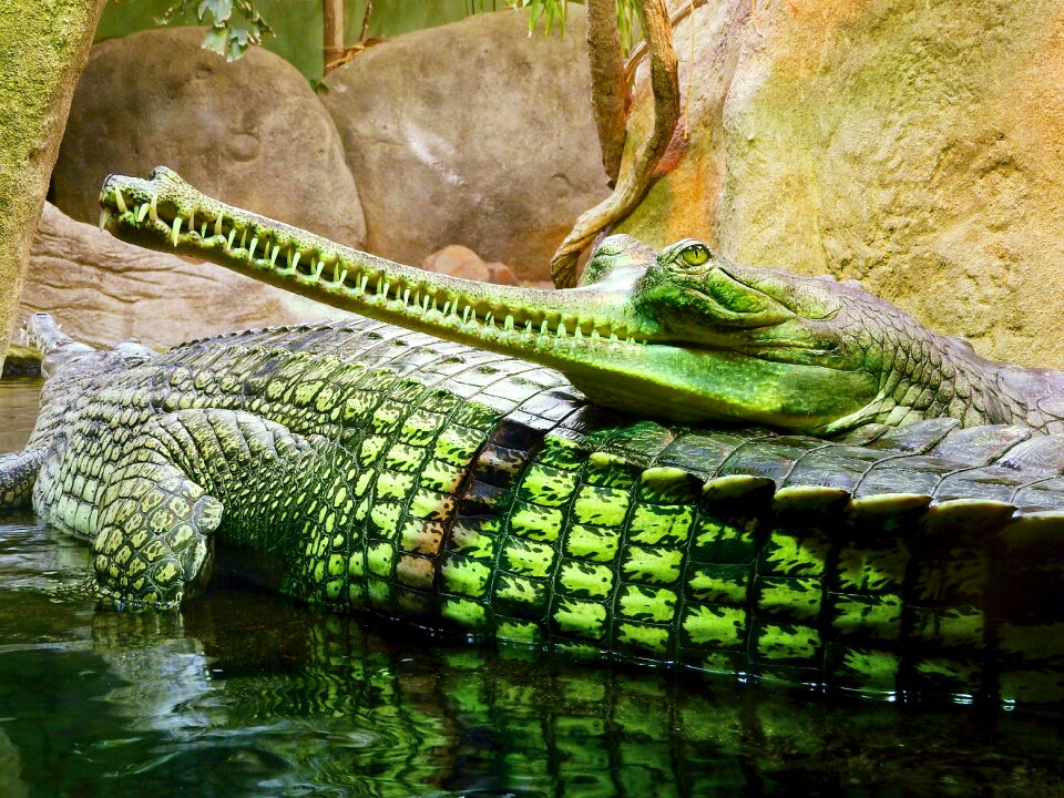 Jaw gaviála an endangered species the prague zoo