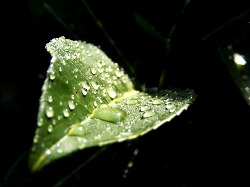 Macro morning rain