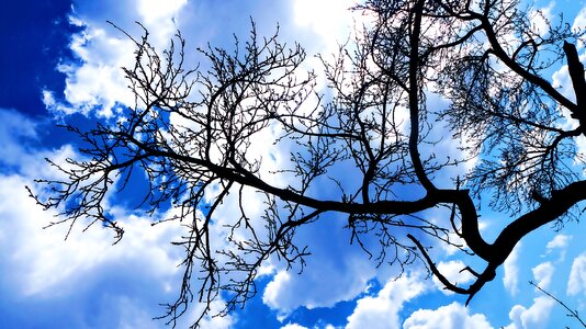 Tree nature plant