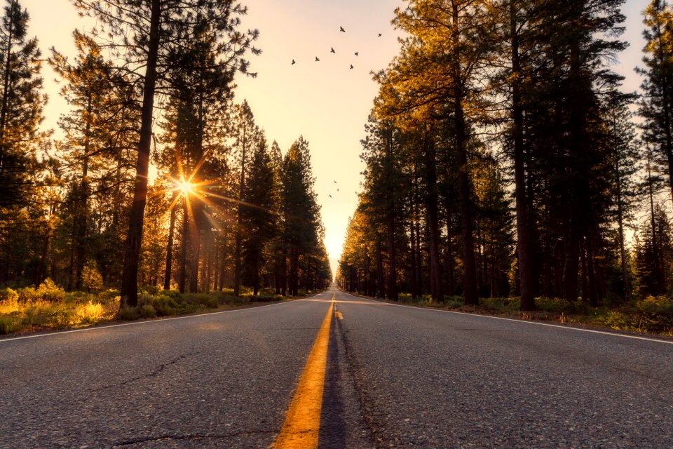 Sunrise sunset forest