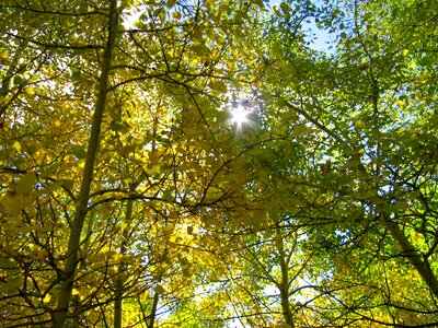 Forest nature sunburst