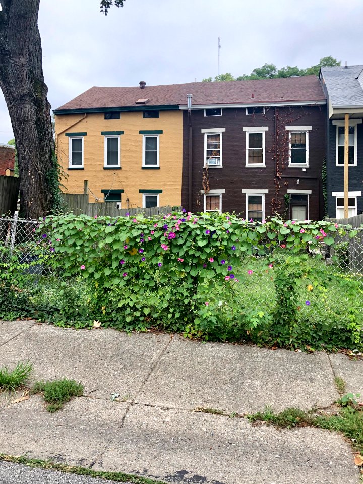 Perry Street, Mainstrasse Village, Covington, KY 