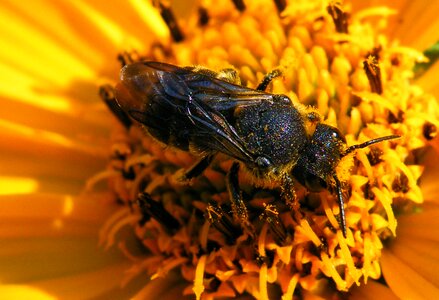 Yellow bee insect photo