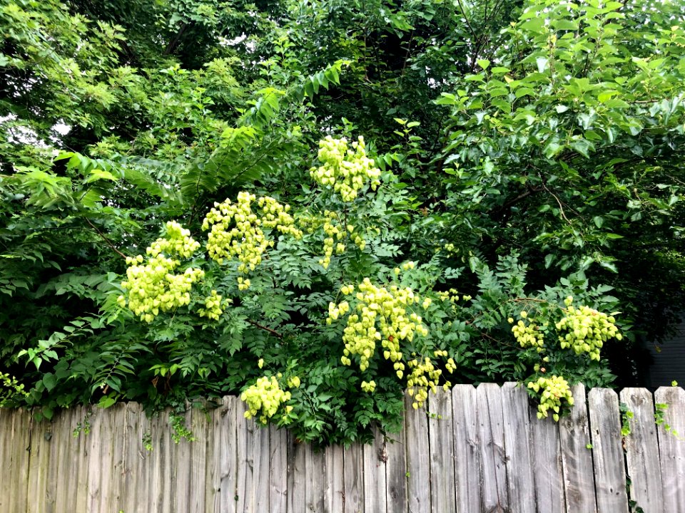 Russell Street, Mutter Gottes, Covington, KY 