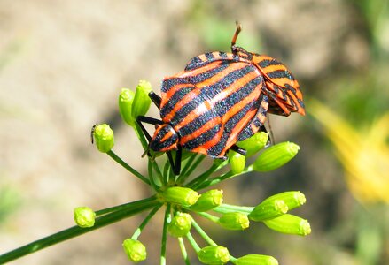 Striped nature insect photo