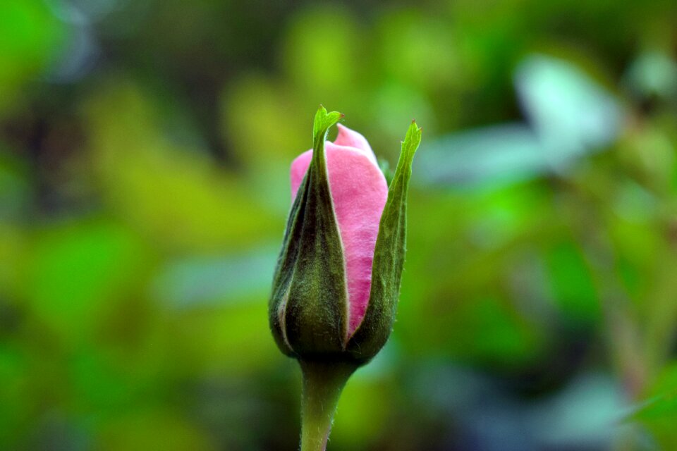 Flower romantic valentine