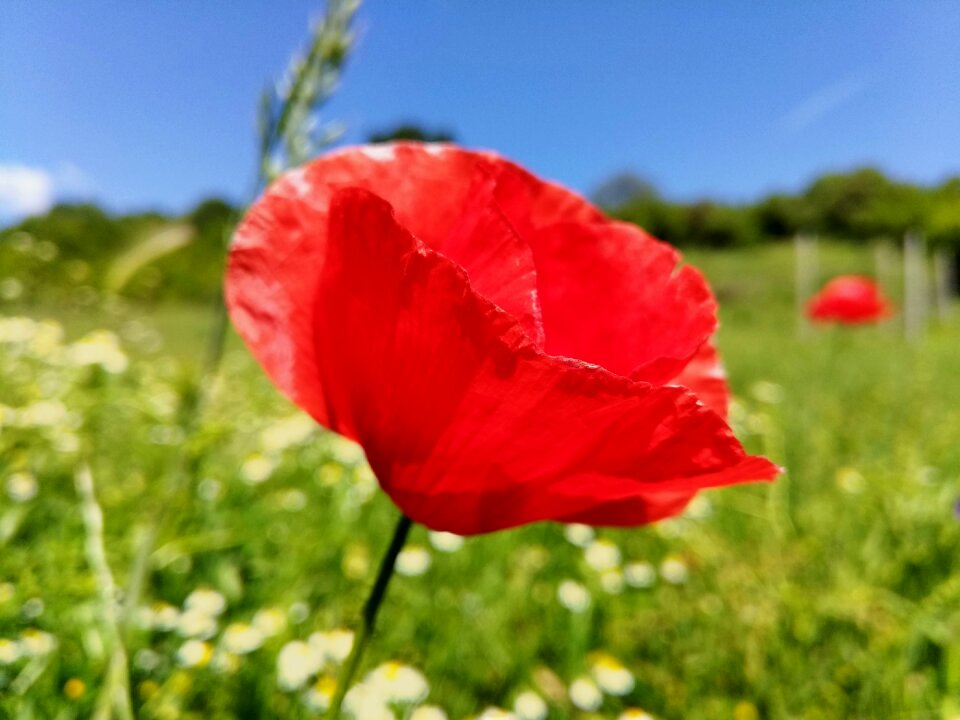 Flower spring flower red flower