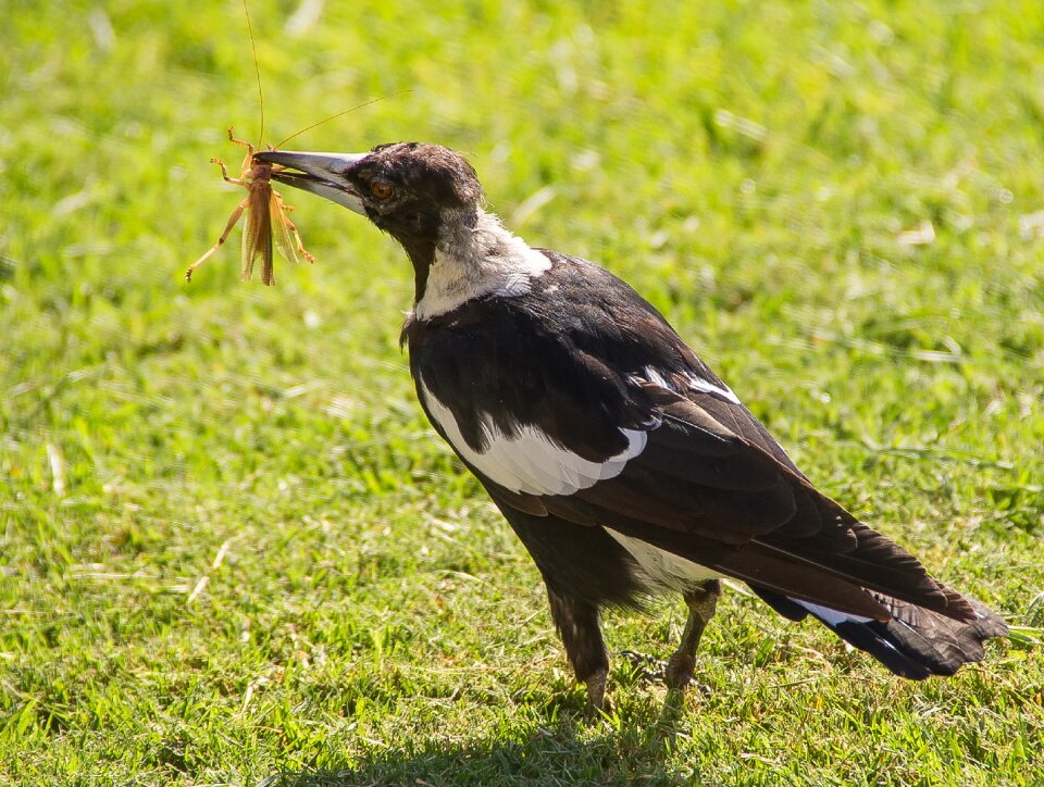 Catch prey insect photo