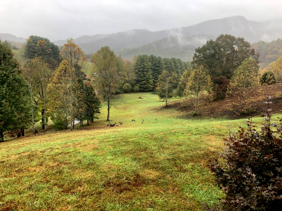 Mountain Morning with Wild Turkeys, Speedwell, NC 