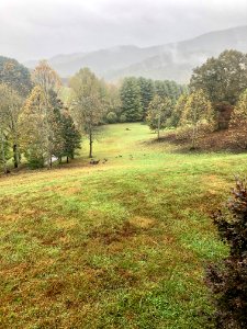 Mountain Morning with Wild Turkeys, Speedwell, NC 