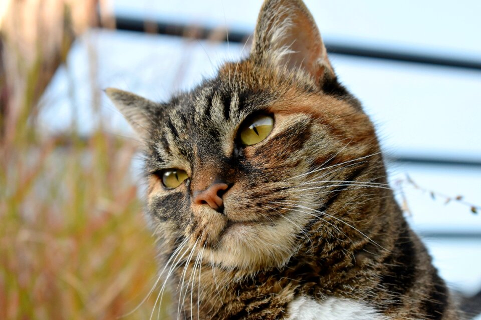 Pet domestic cat cat's eyes
