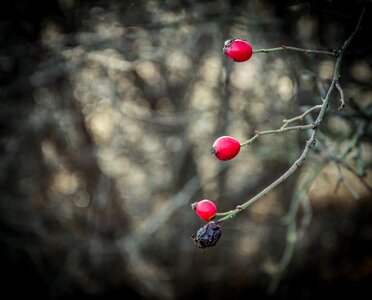 Plant bush crop