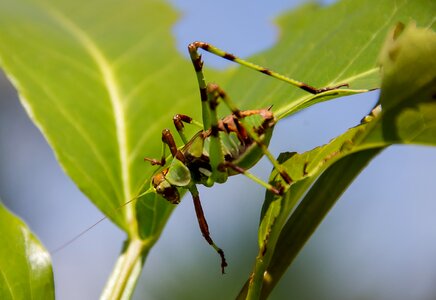 Green brown insect photo