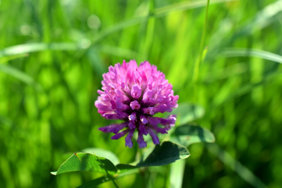 Meadow green flower