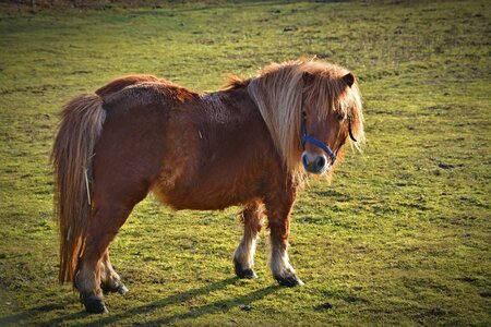 Animal mane sweet