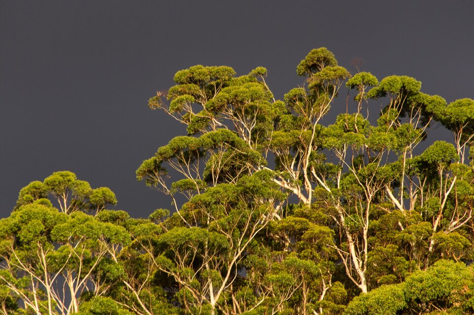 Native subtropical grey sky