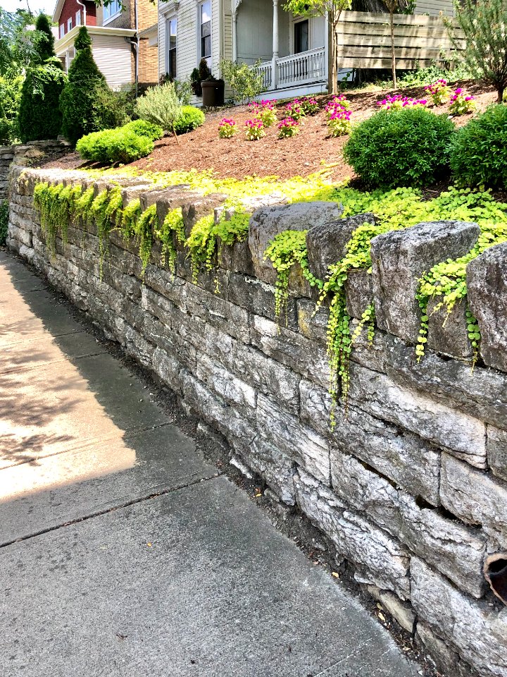 Stone Wall, Elm Street, Ludlow, KY 