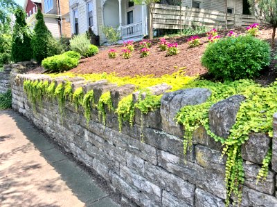 Stone Wall, Elm Street, Ludlow, KY 